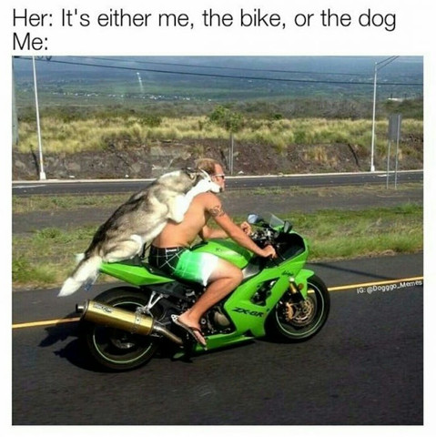  - (Motorrad, Hund, Hund auf Motorrad)