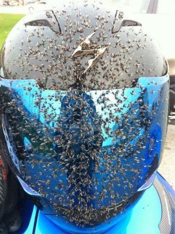 Warum hat man mehr Insekten am Helm-Visier als an einer Autoscheibe?
