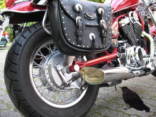 VS-Drossel - (drossel, Spaßdrossel)